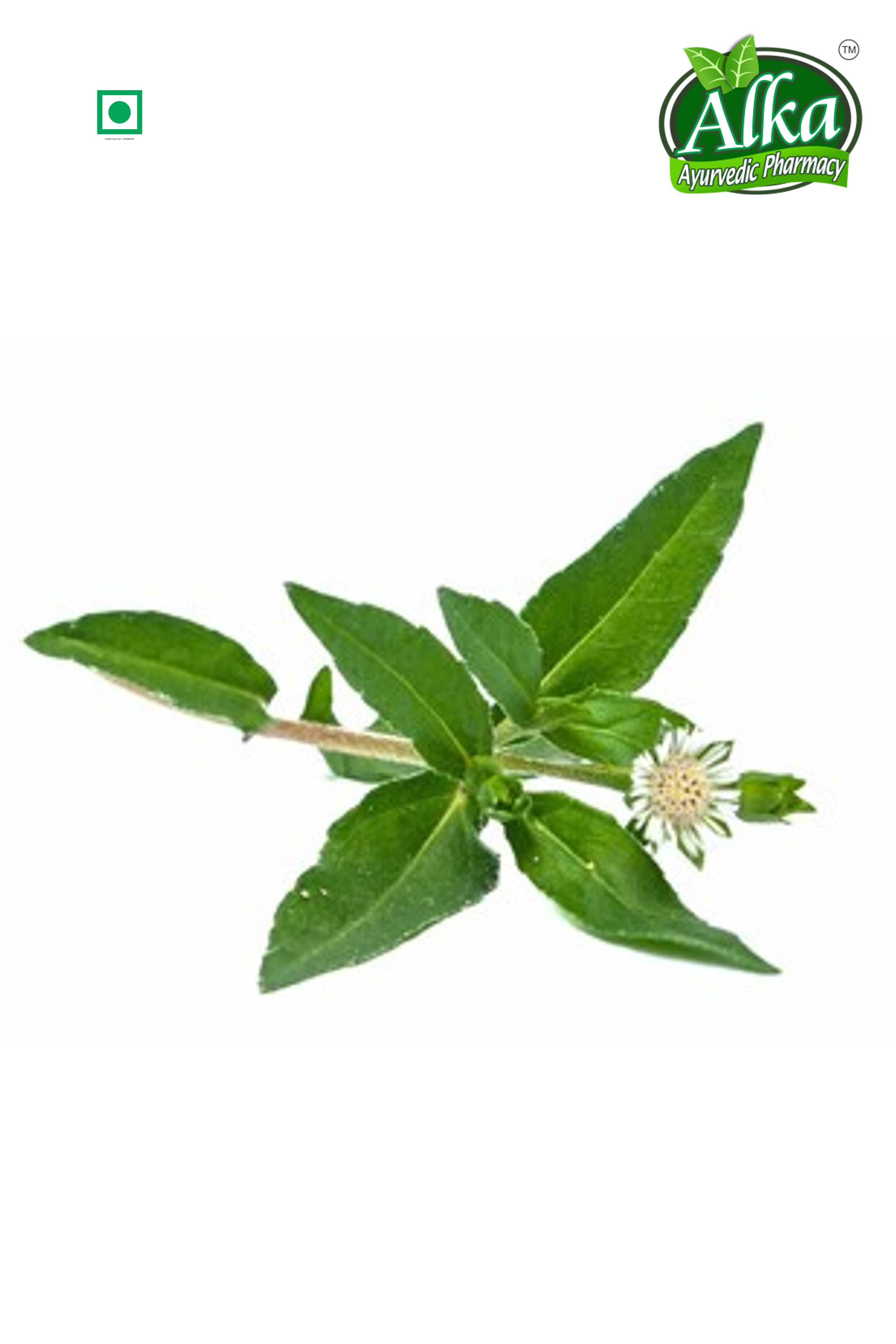 Bhringraj Powder (Eclipta Alba)