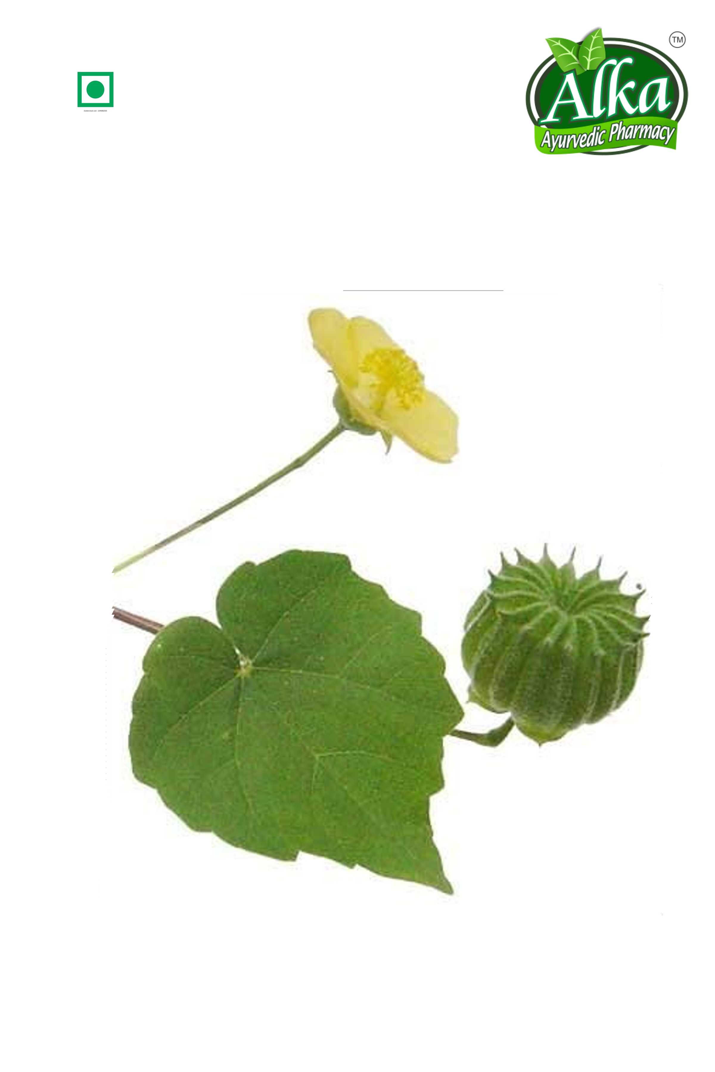 Atibala Powder (Abutilon indicum)