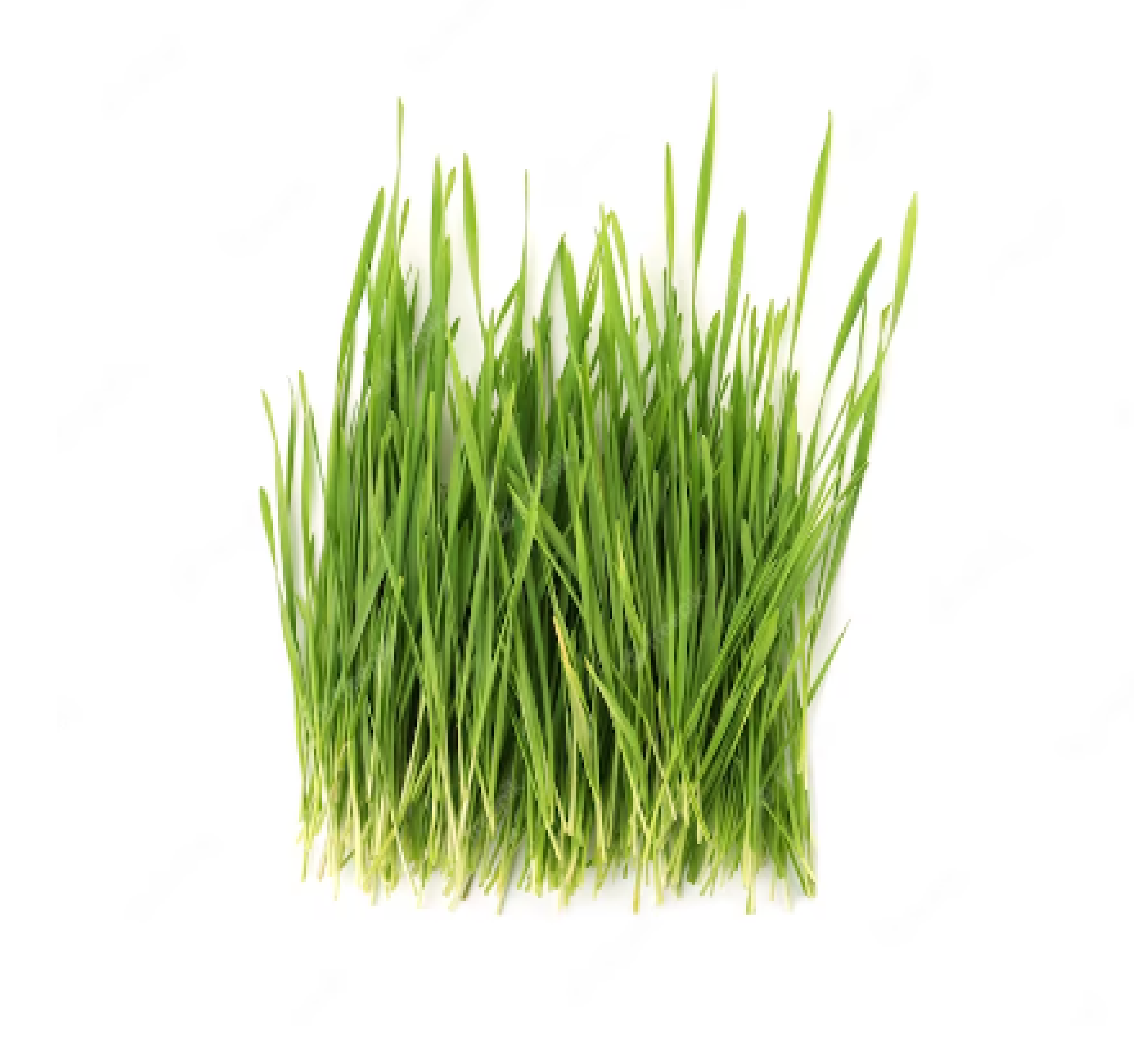 Wheat Grass Powder (Thinopyrum)